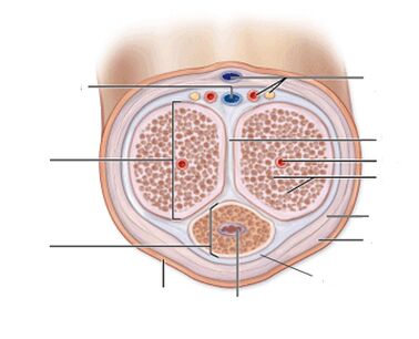 Ligaments of the penis